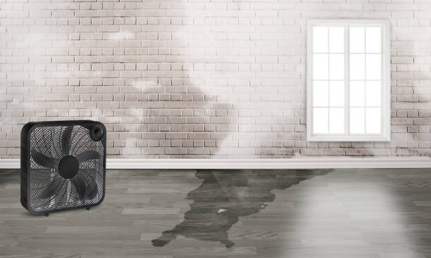 Best Water damage contractors near me  in Hickory Creek, TX